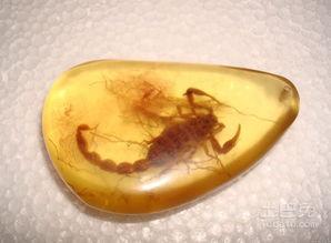 琥珀  个人资料,探寻古生物奥秘的时光胶囊
